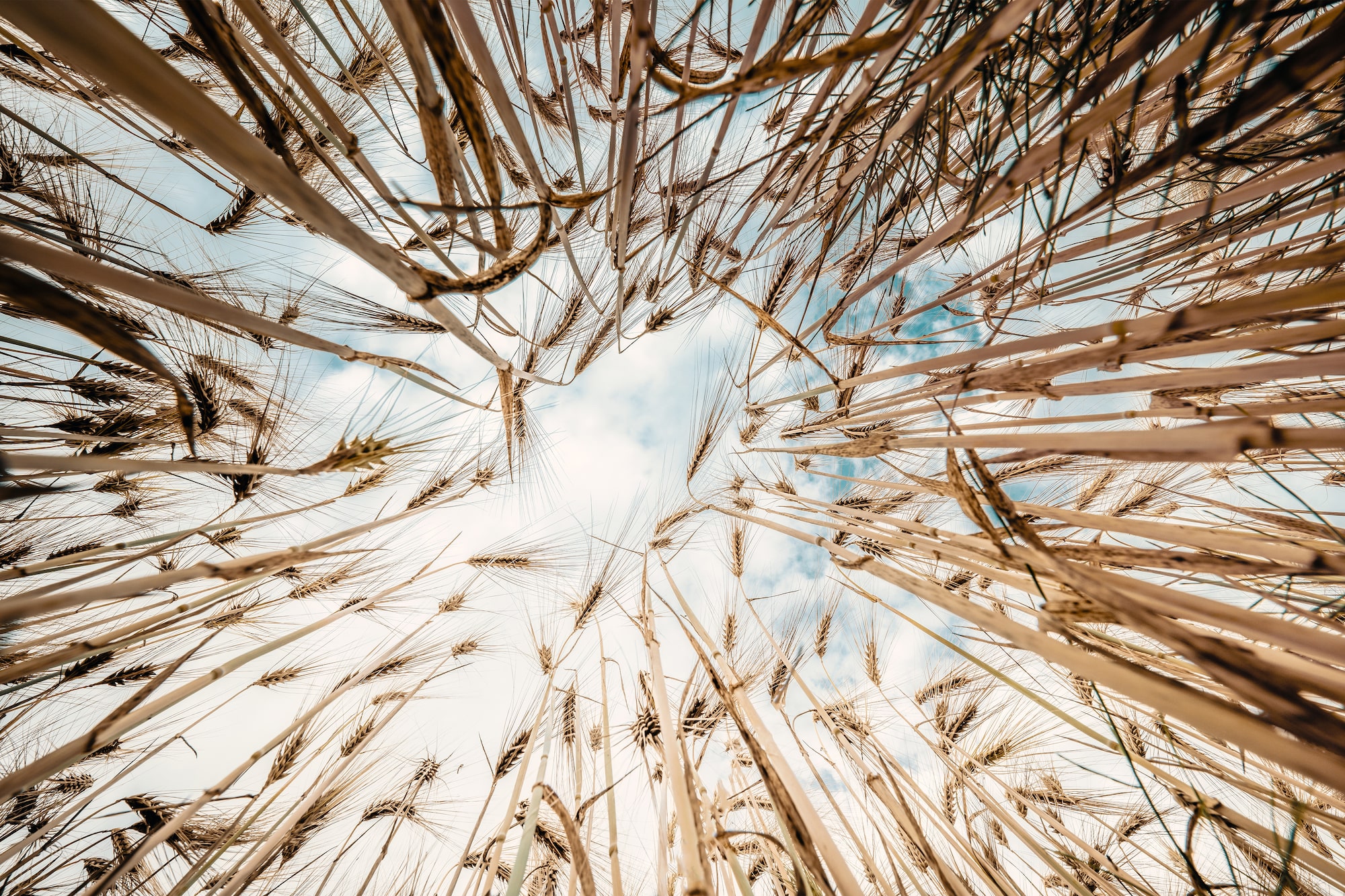 michael schaake sony alpha 7RM4 looking up through