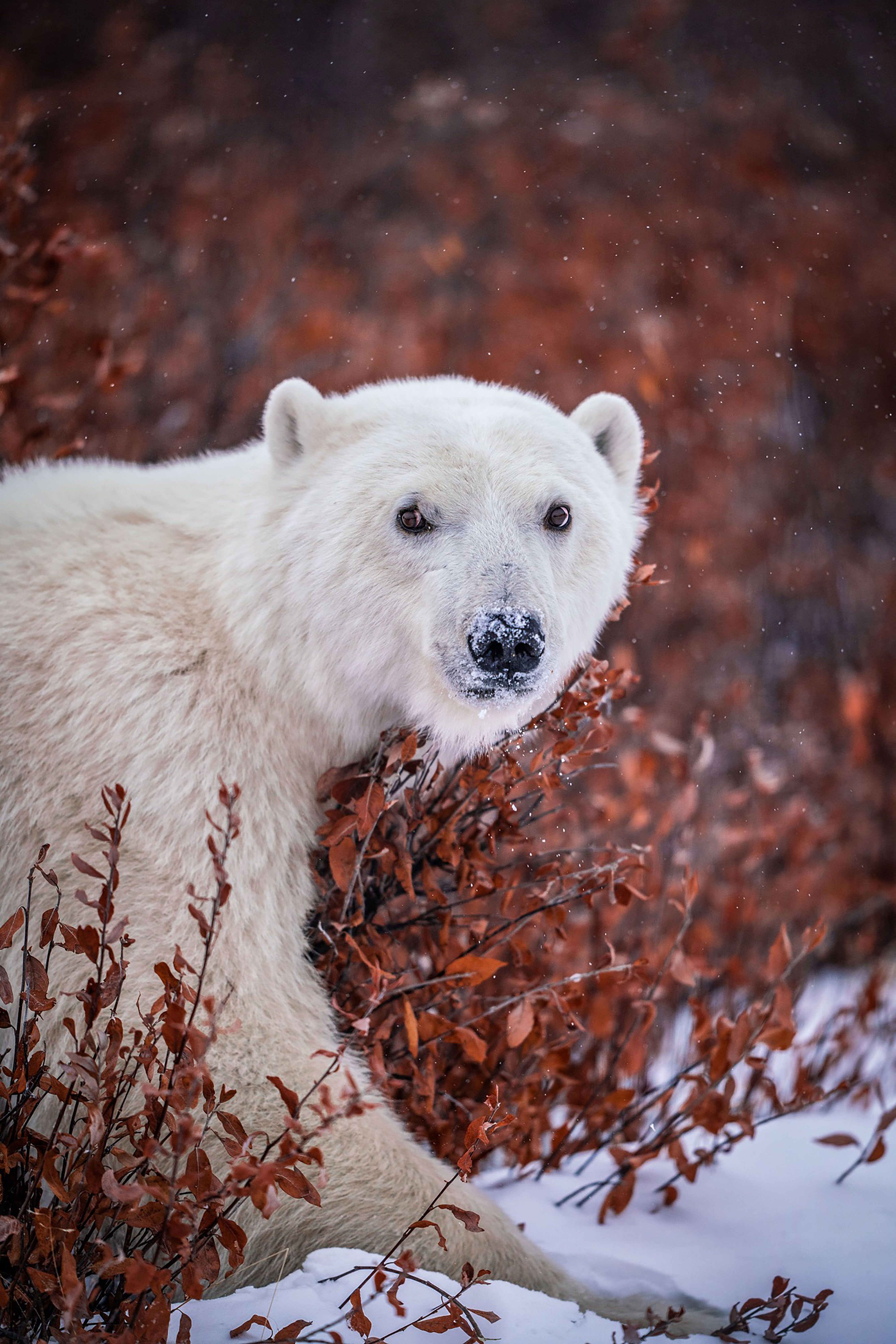 The Polar Bears Of Churchill
