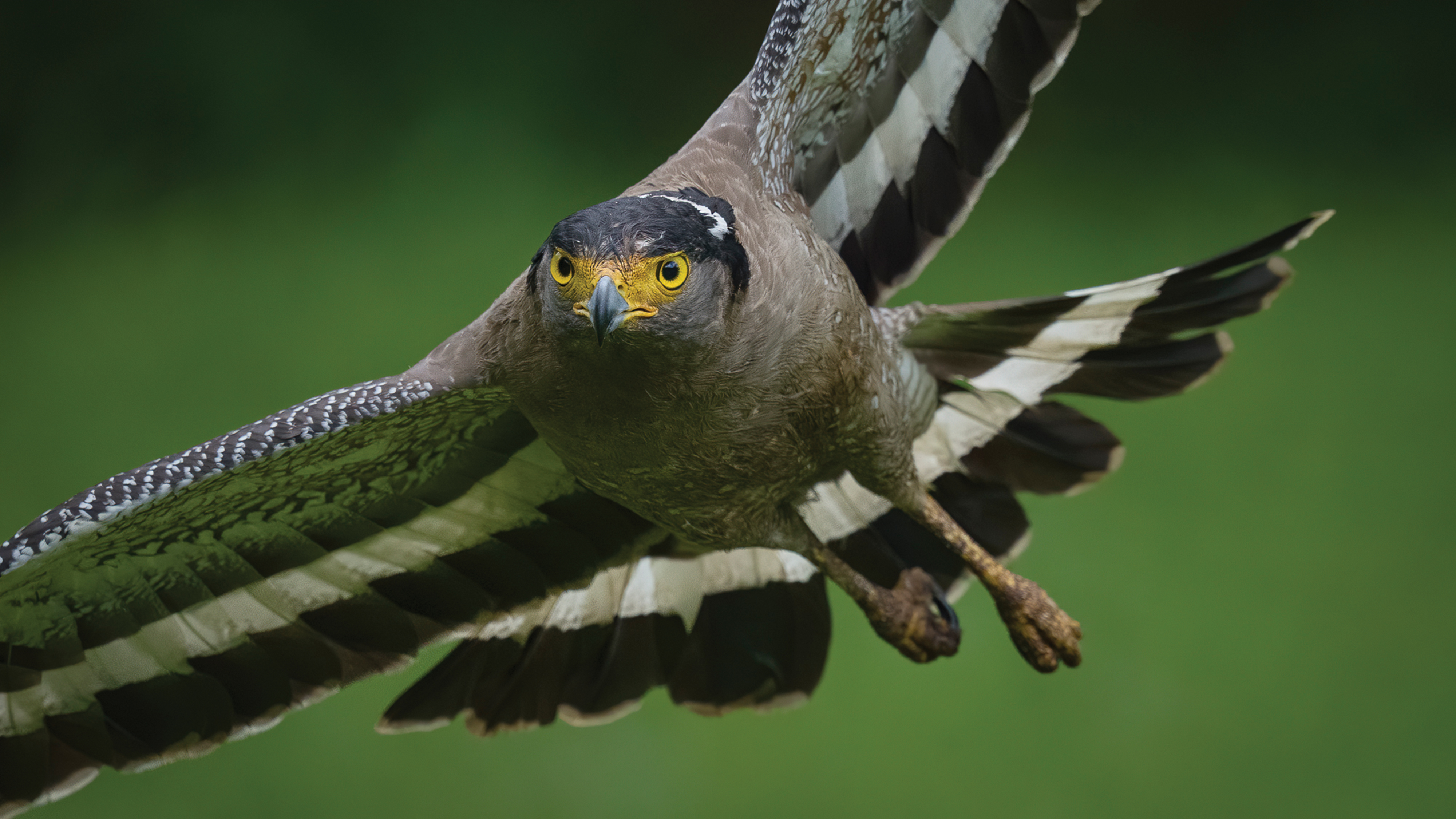 Alpha 1: Capturing Birds in Flight with Howard Yap