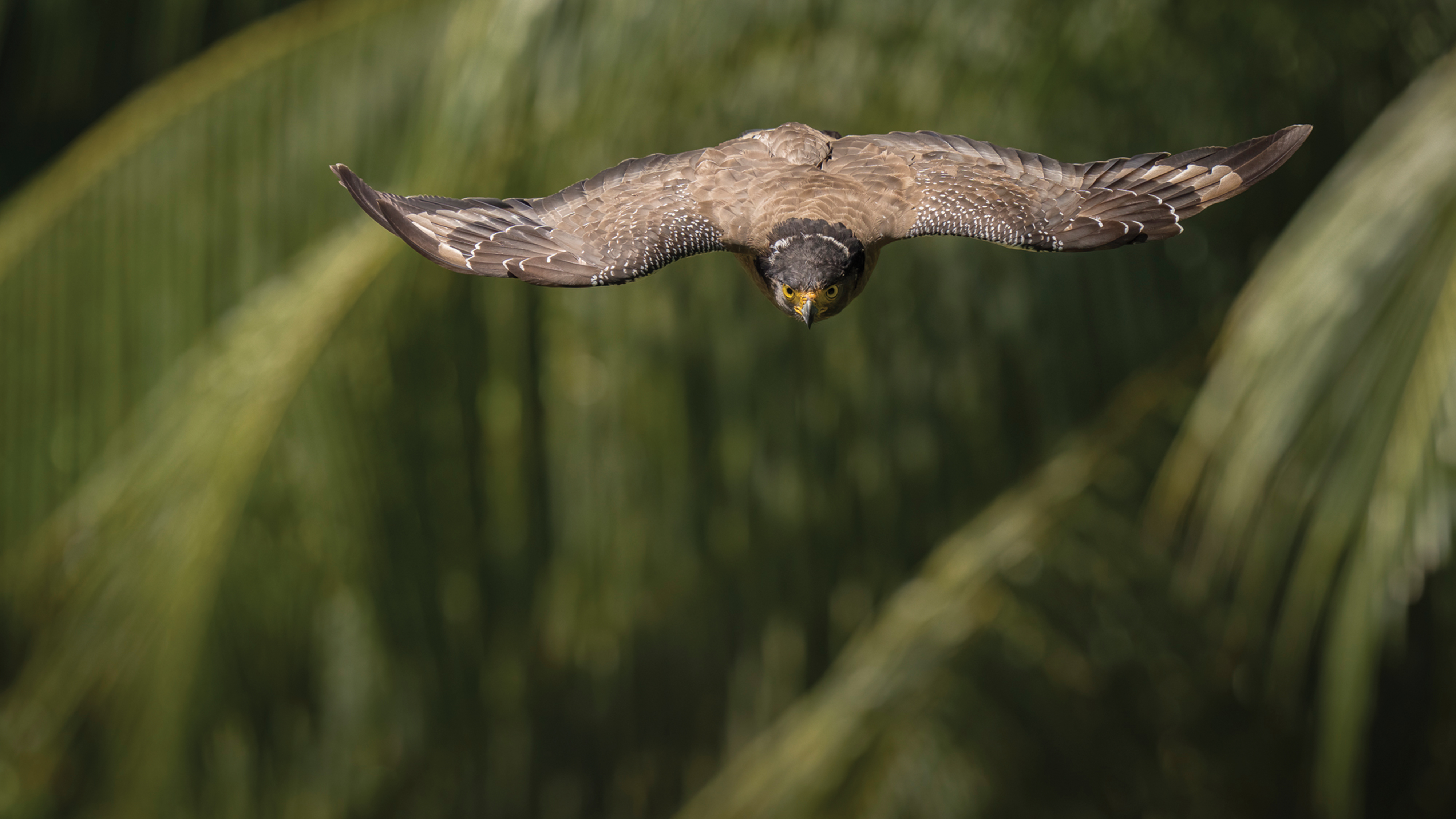 Alpha 1: Capturing Birds in Flight with Howard Yap