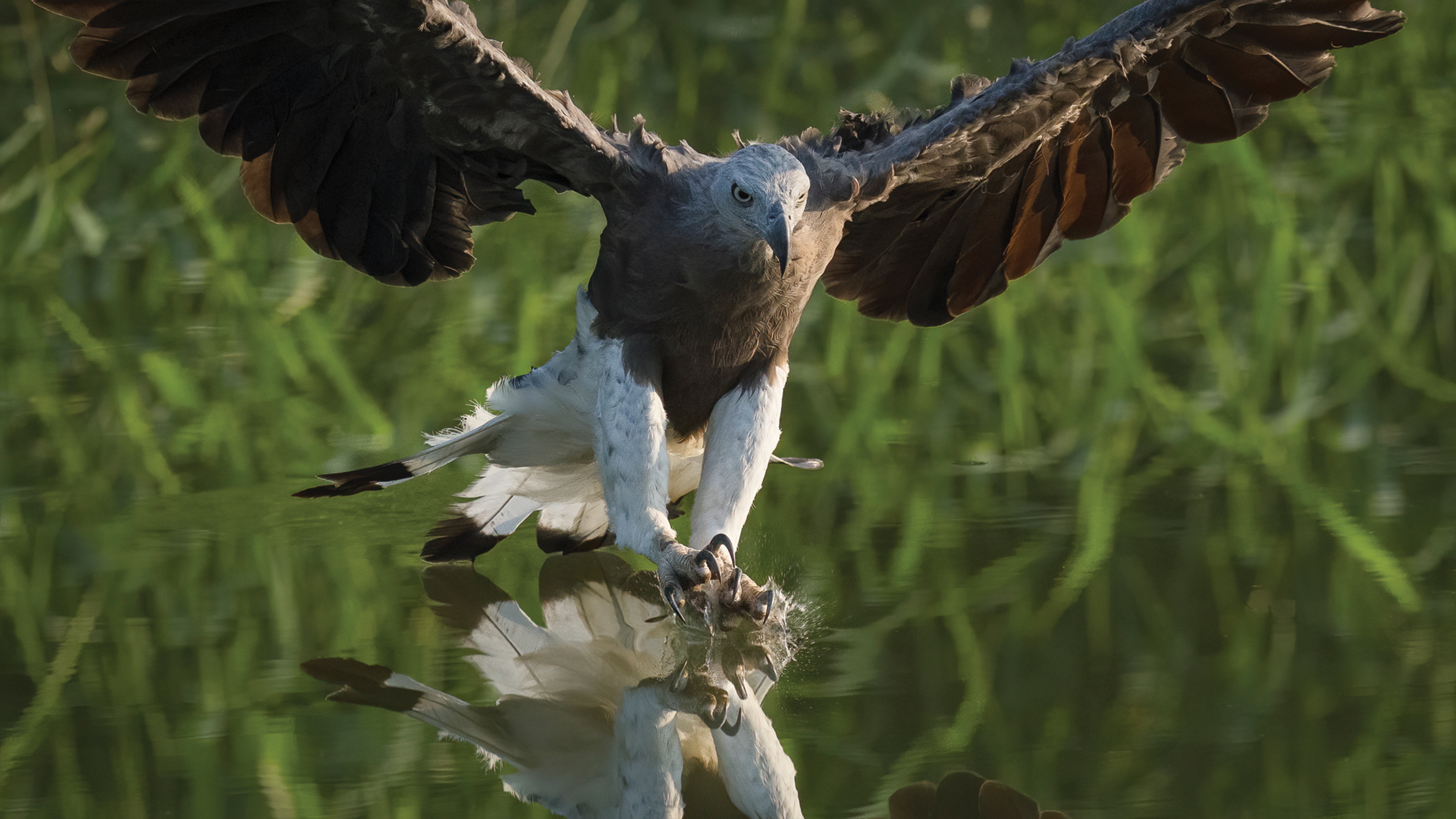 Alpha 1: Capturing Birds in Flight with Howard Yap