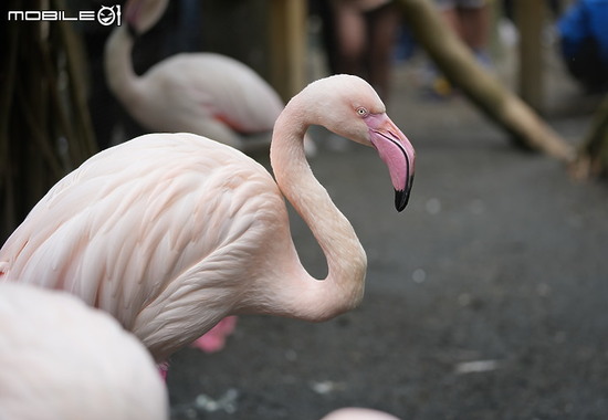Alpha 1_flamingo (1).jpg