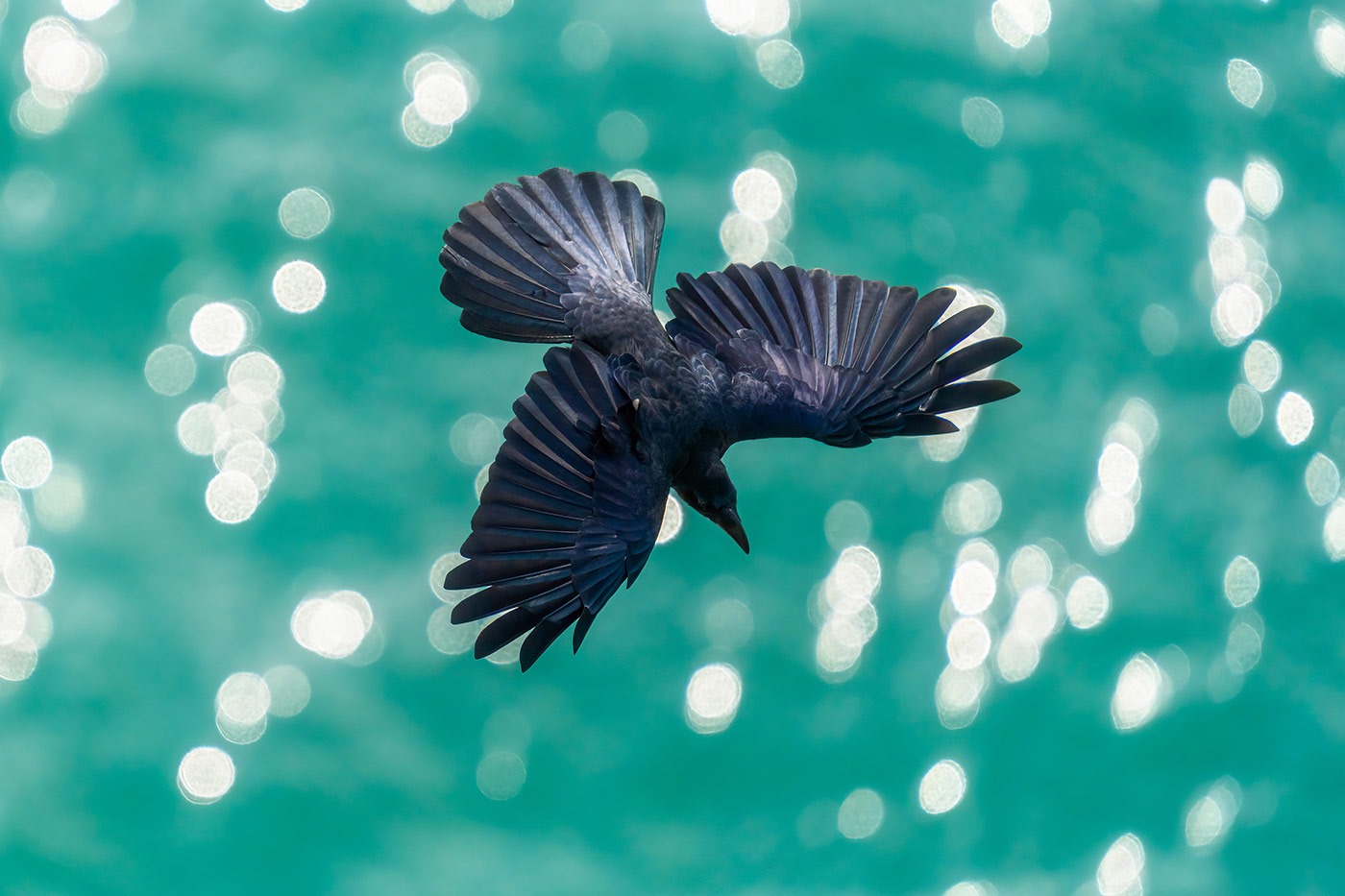 Taking flight with bird photography with Cho JungRae 3