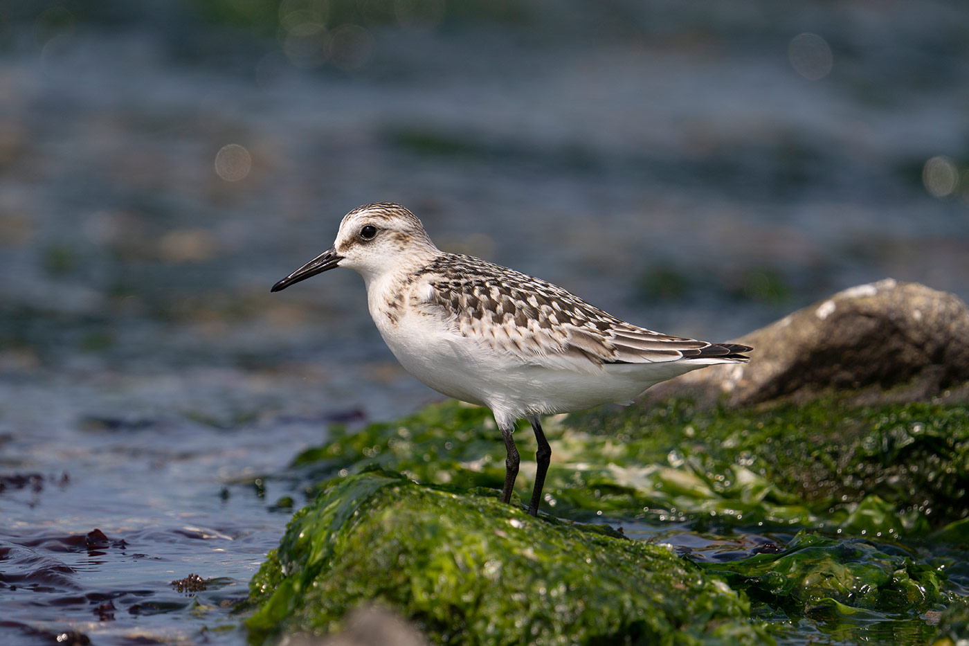 Taking flight with bird photography with Cho JungRae 6