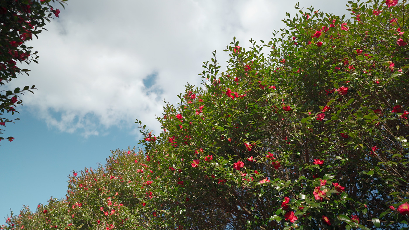 Scene 8: Camellia flowers blooming in Jeju