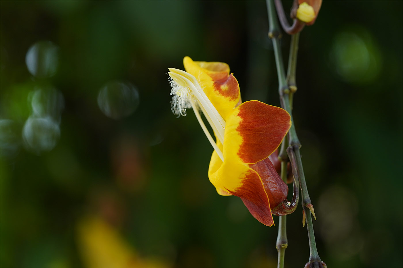 Beginner's guide to macro photography 1