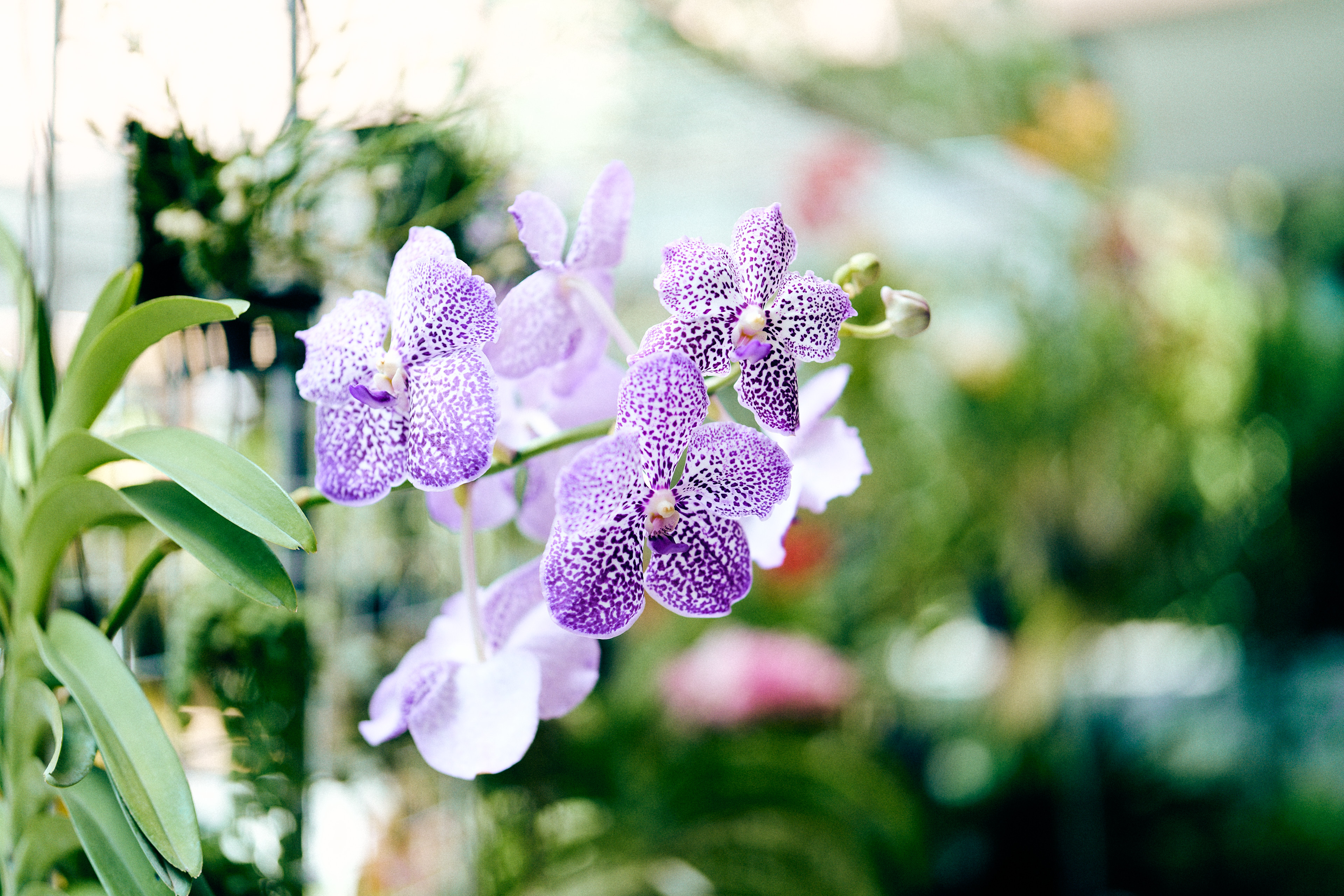 flower bokeh