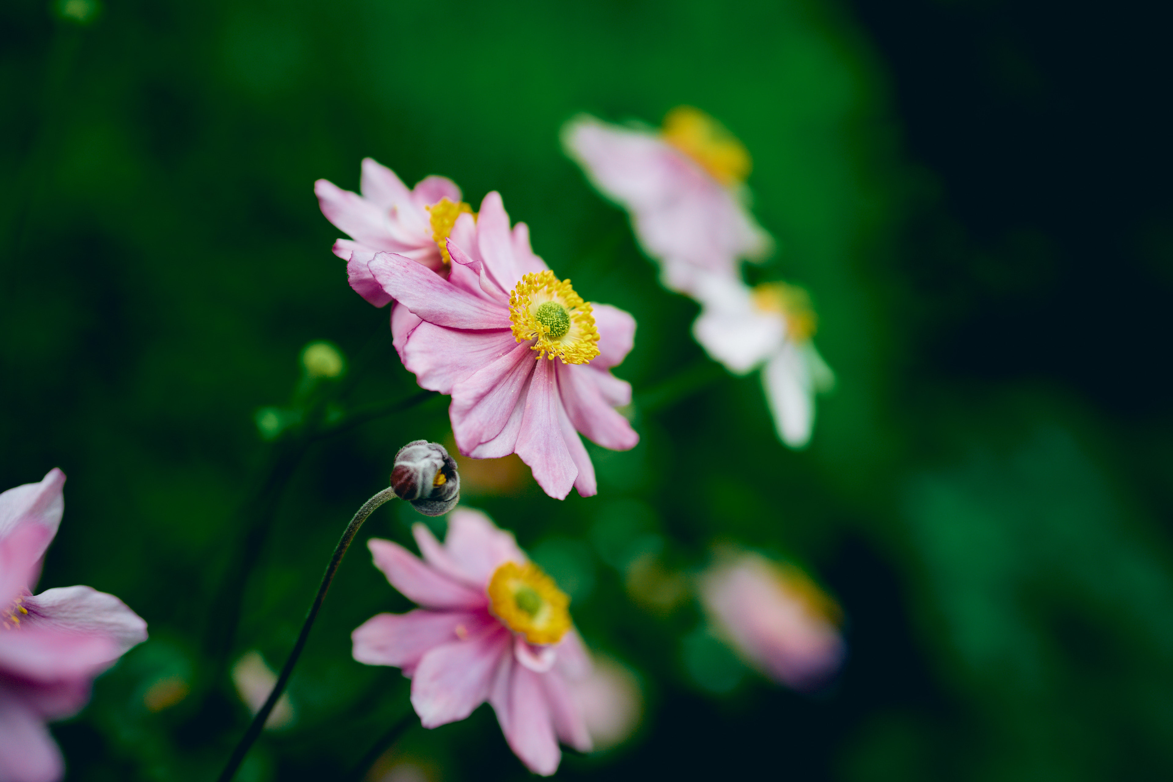 flower bokeh