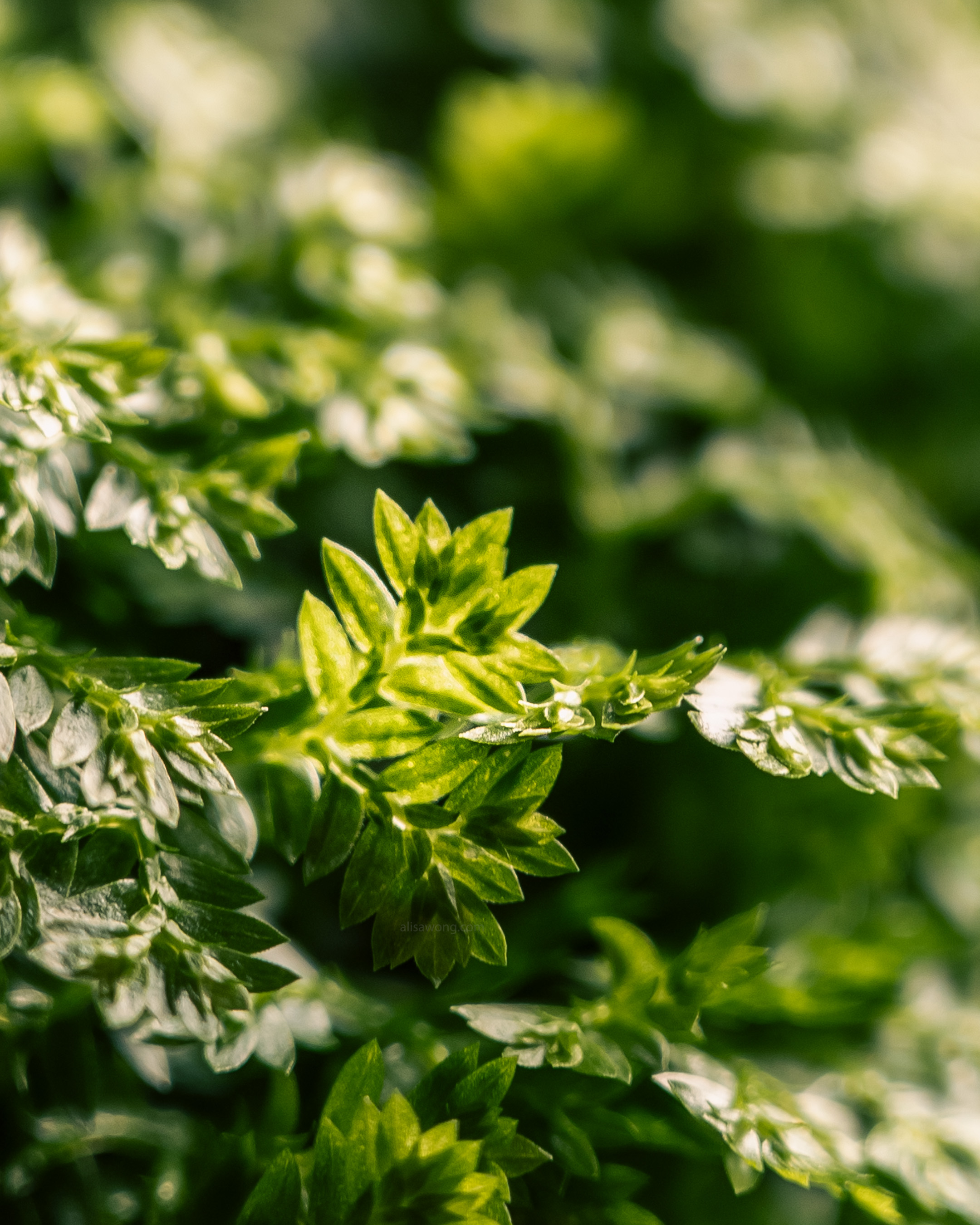 Close-up of a cluster of Selaginella leaves