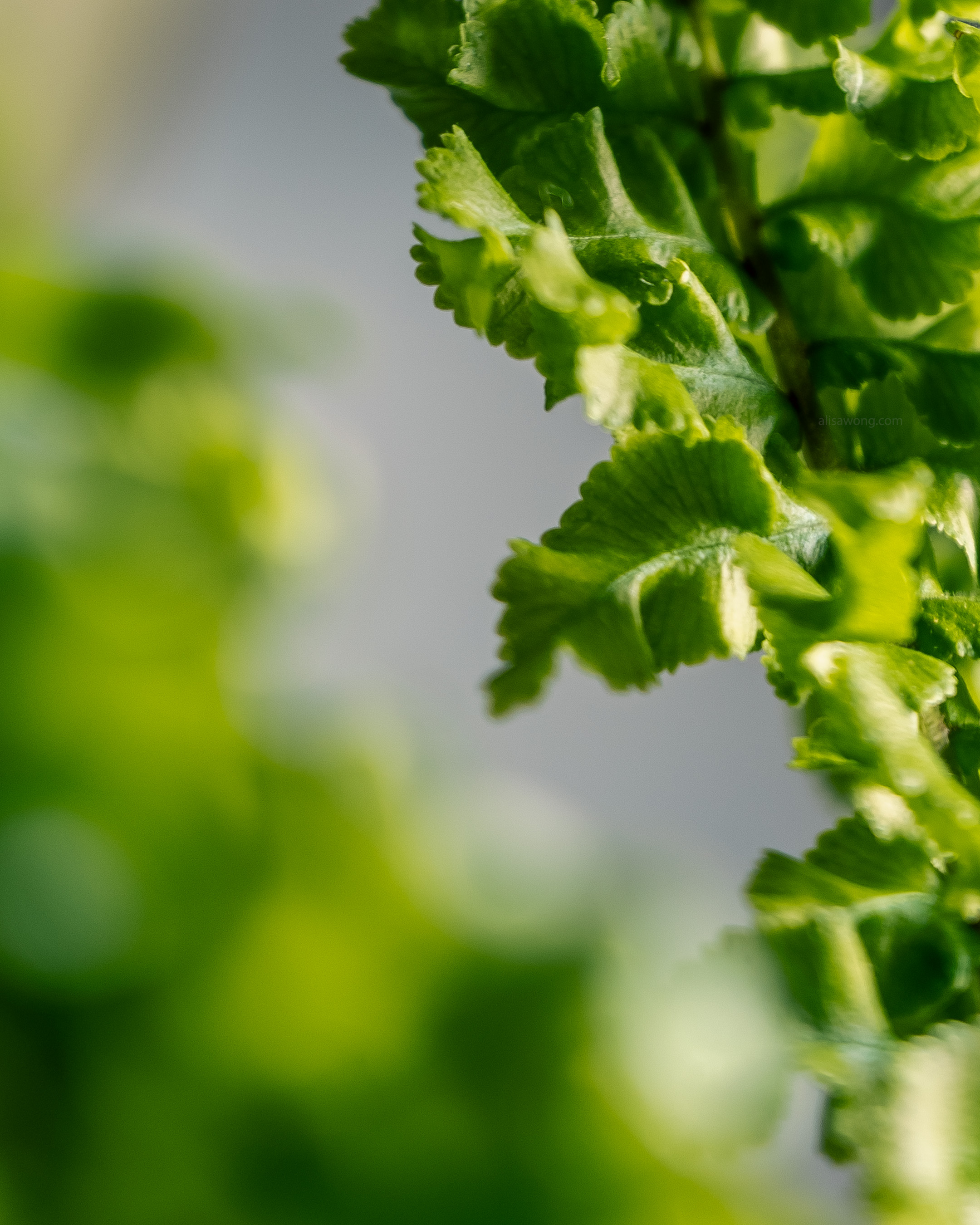 Close-up shot of the edges of fern leaves