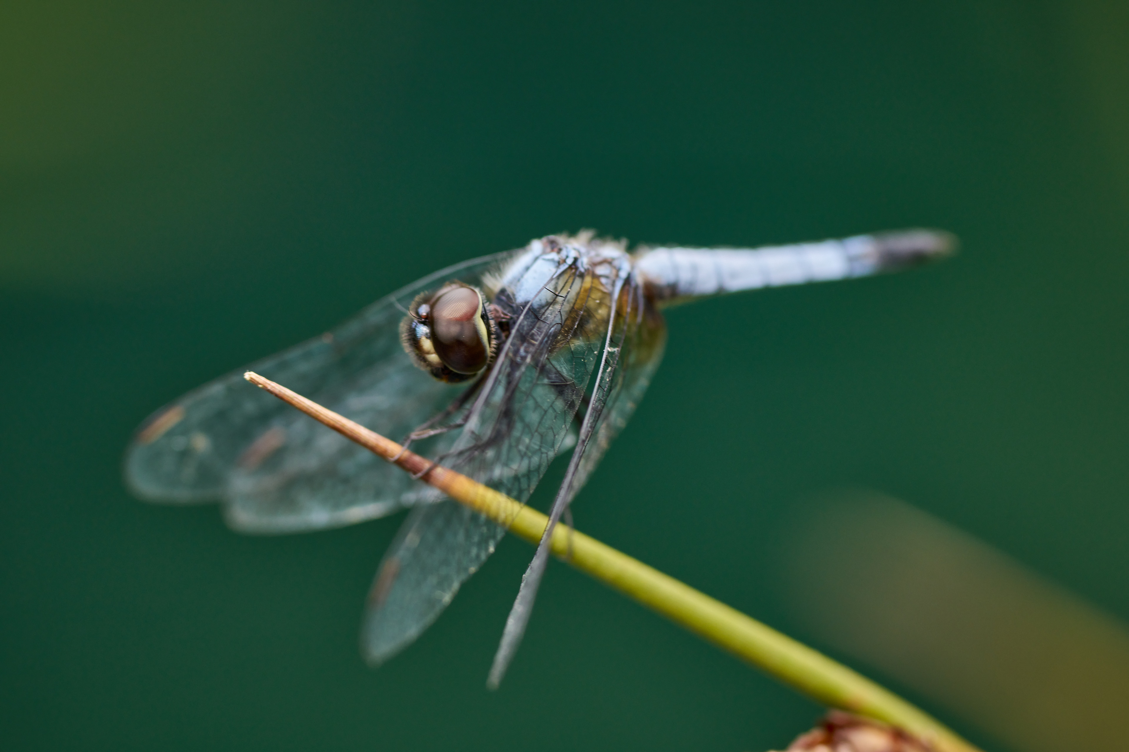 macro bokeh dragonfly