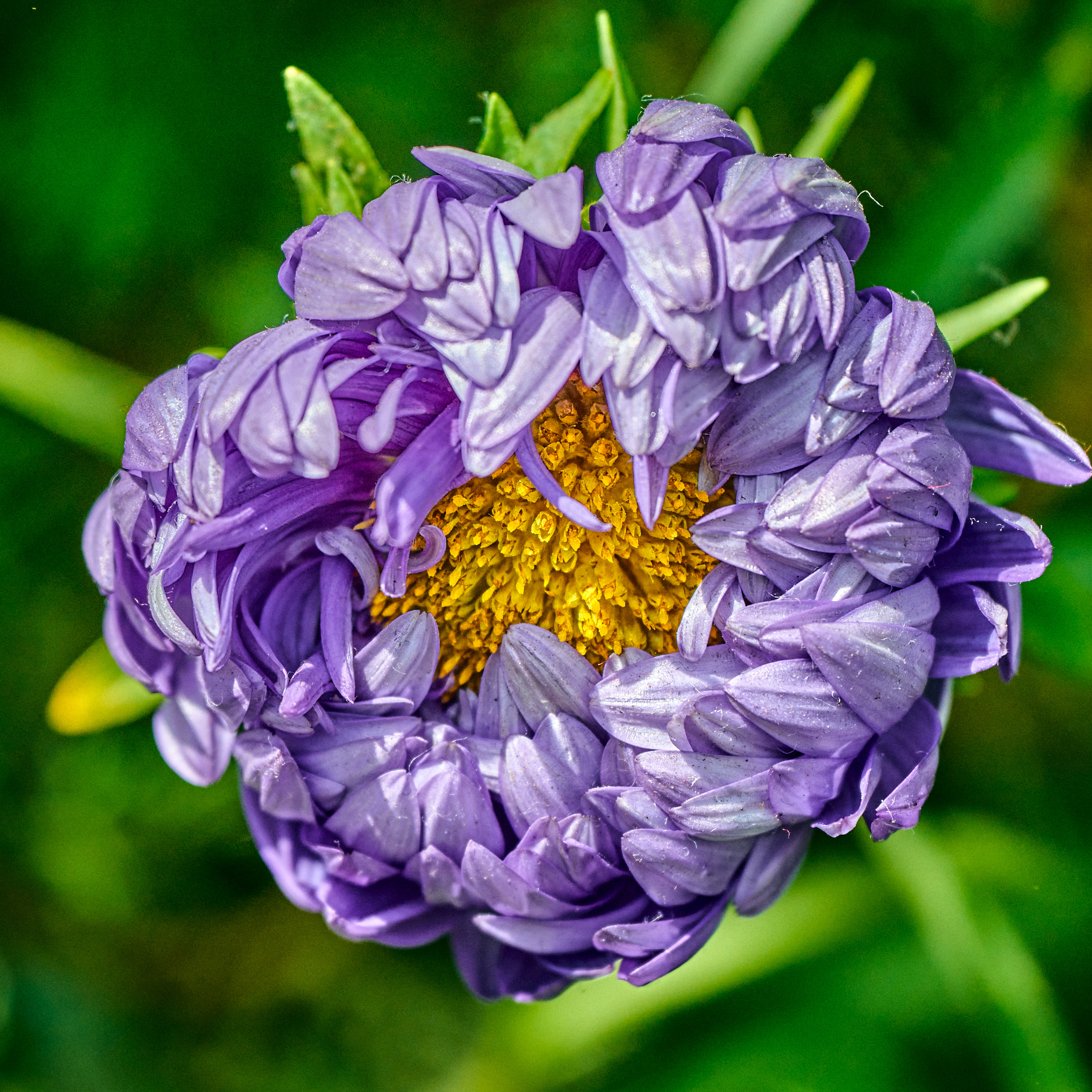 macro shot of purple flower