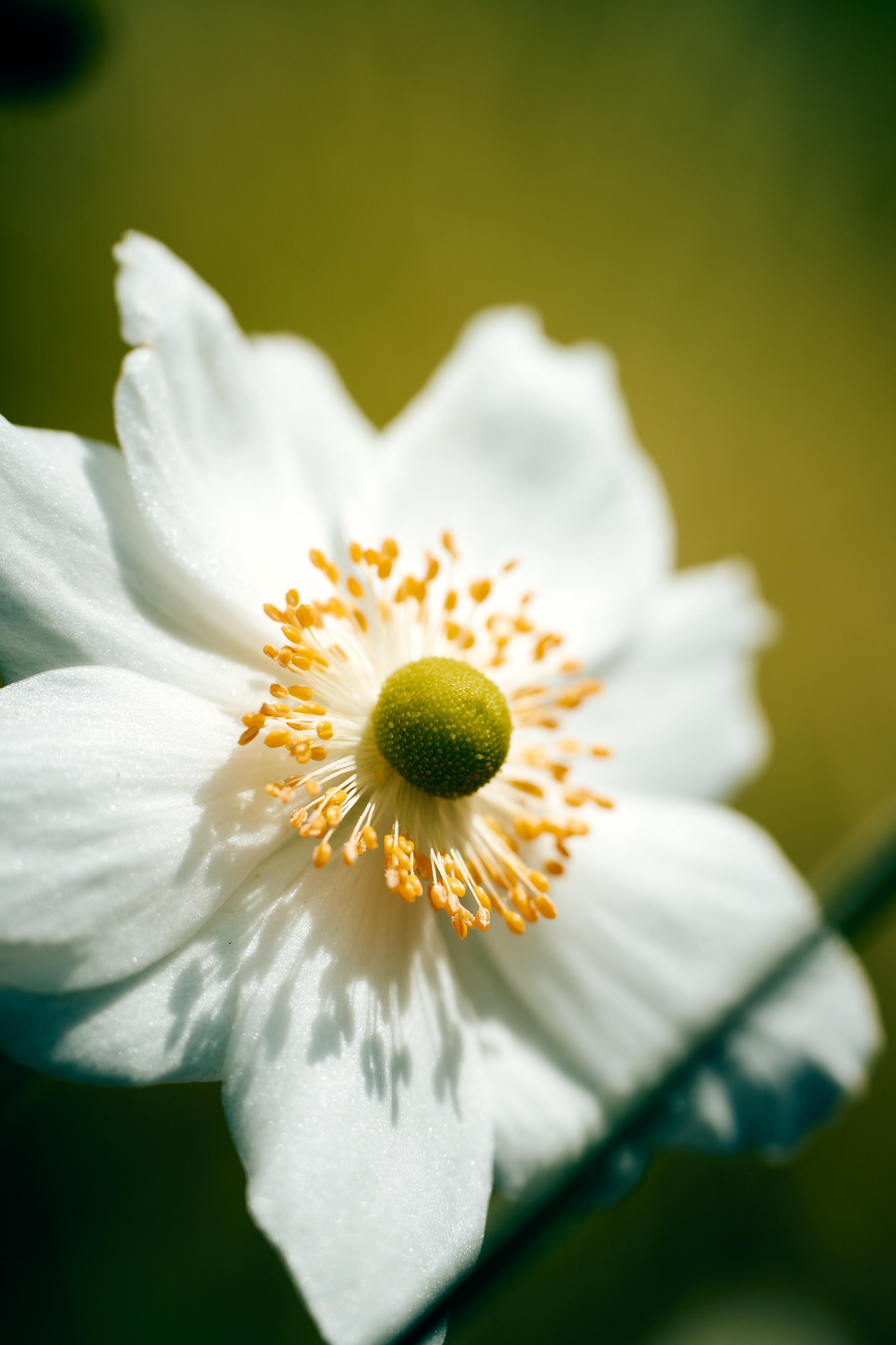 macro shot of white flower