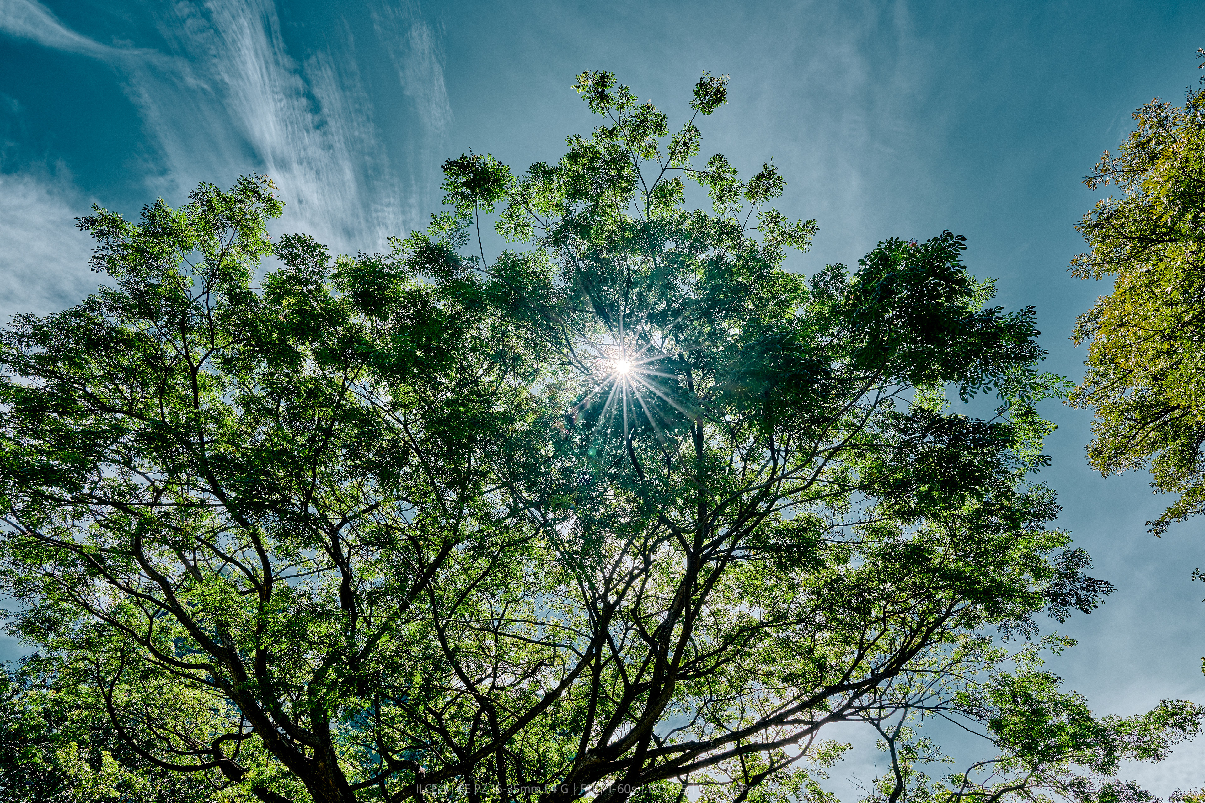 ultra-wide-angle shot of tree