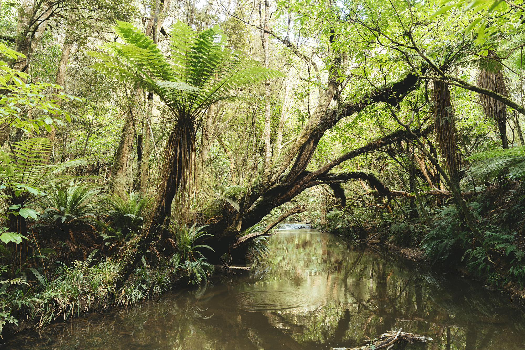 Jungle river