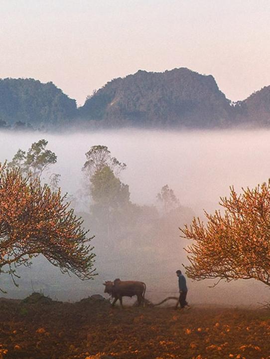 Hoang
